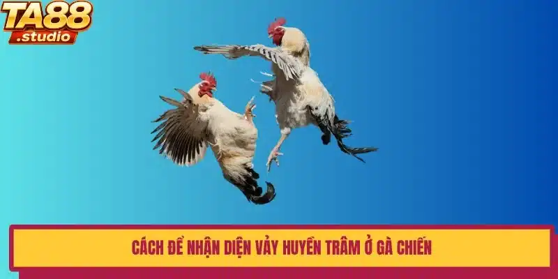 Cách để nhận diện vảy Huyền Trâm ở gà chiến 