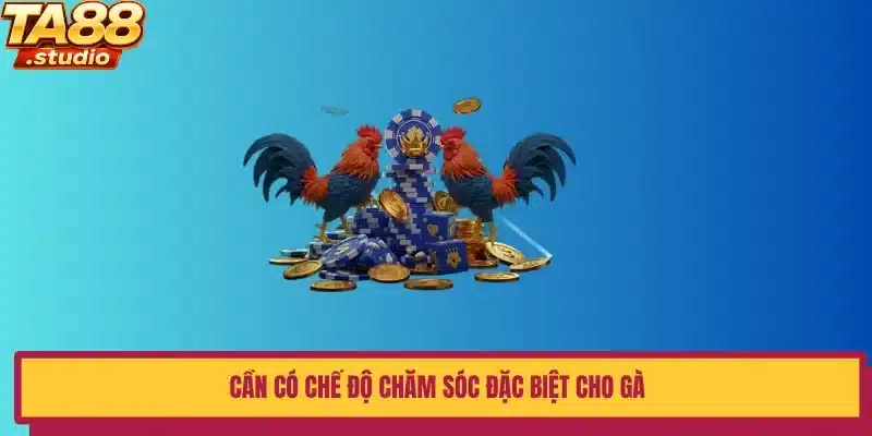 Cần có chế độ chăm sóc đặc biệt cho gà