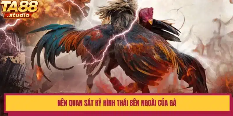 Nên quan sát kỹ hình thái bên ngoài của gà 