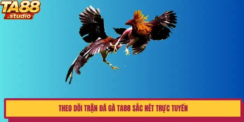 Theo dõi trận đá gà TA88 sắc nét trực tuyến